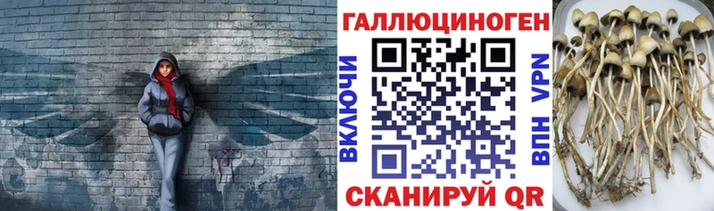 Псилоцибиновые грибы Cubensis  Билибино 